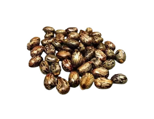 Castor Seed